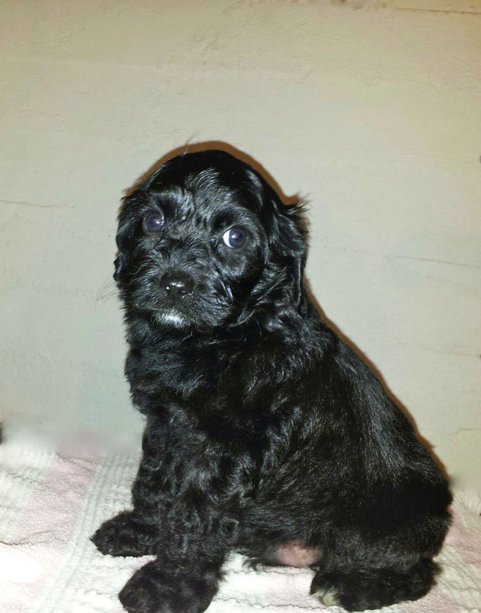 Cockapoo | Monica Kelly Sundt