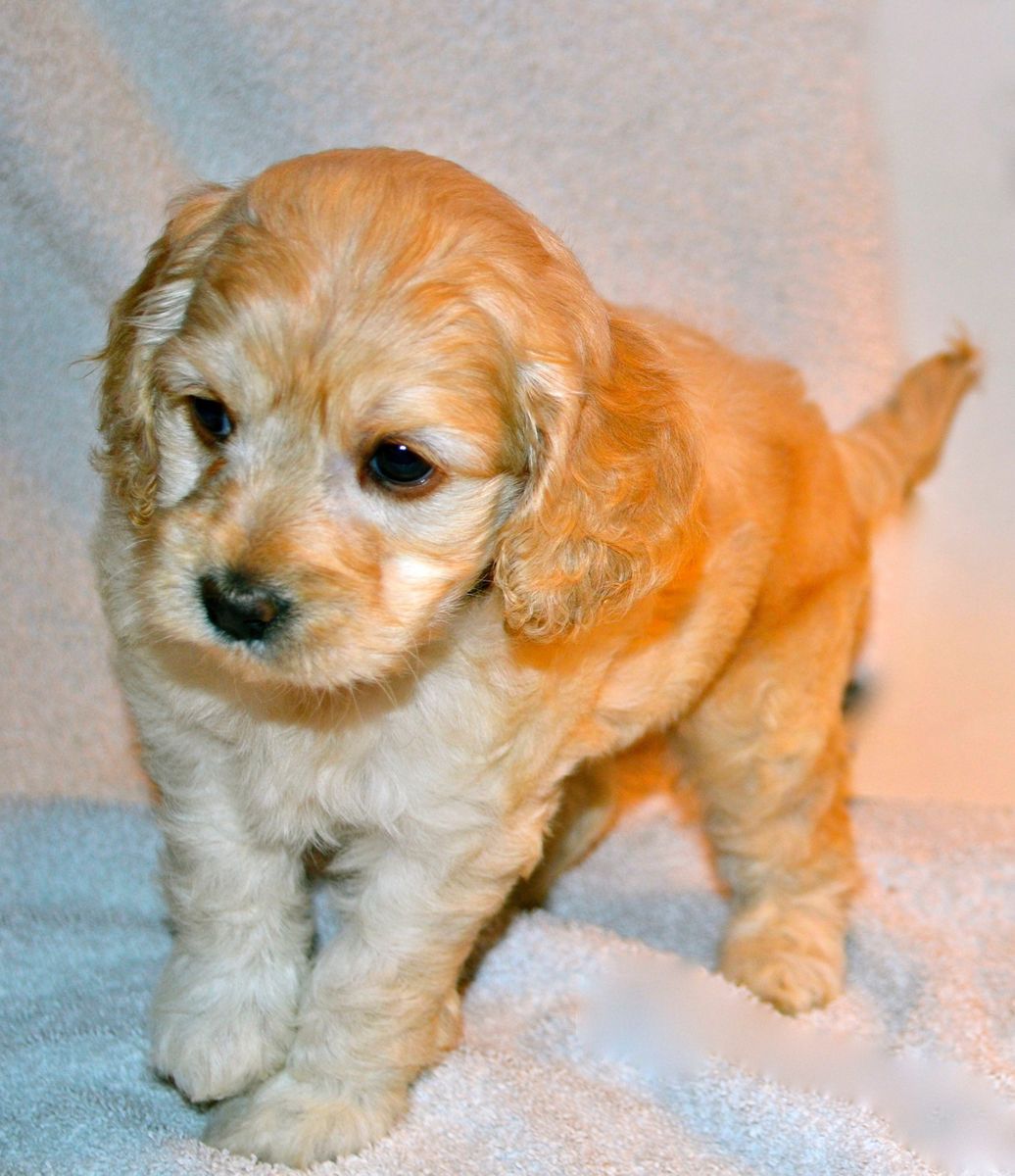 Cockapoo | Monica Kelly Sundt